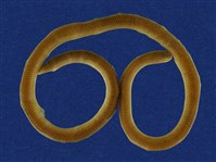 藏品(盲蛇)的圖片